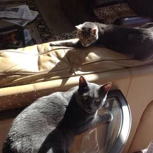 Meet your Posher, Sally